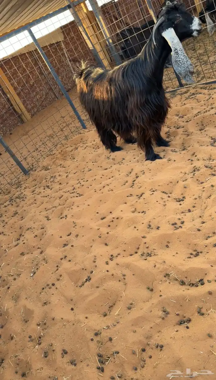 للبيع 6 معزا فواخر دفيع صنف 8