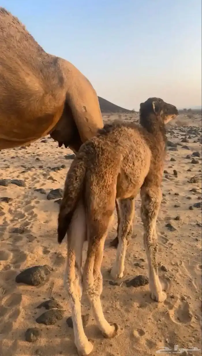 نياق خلفات 2