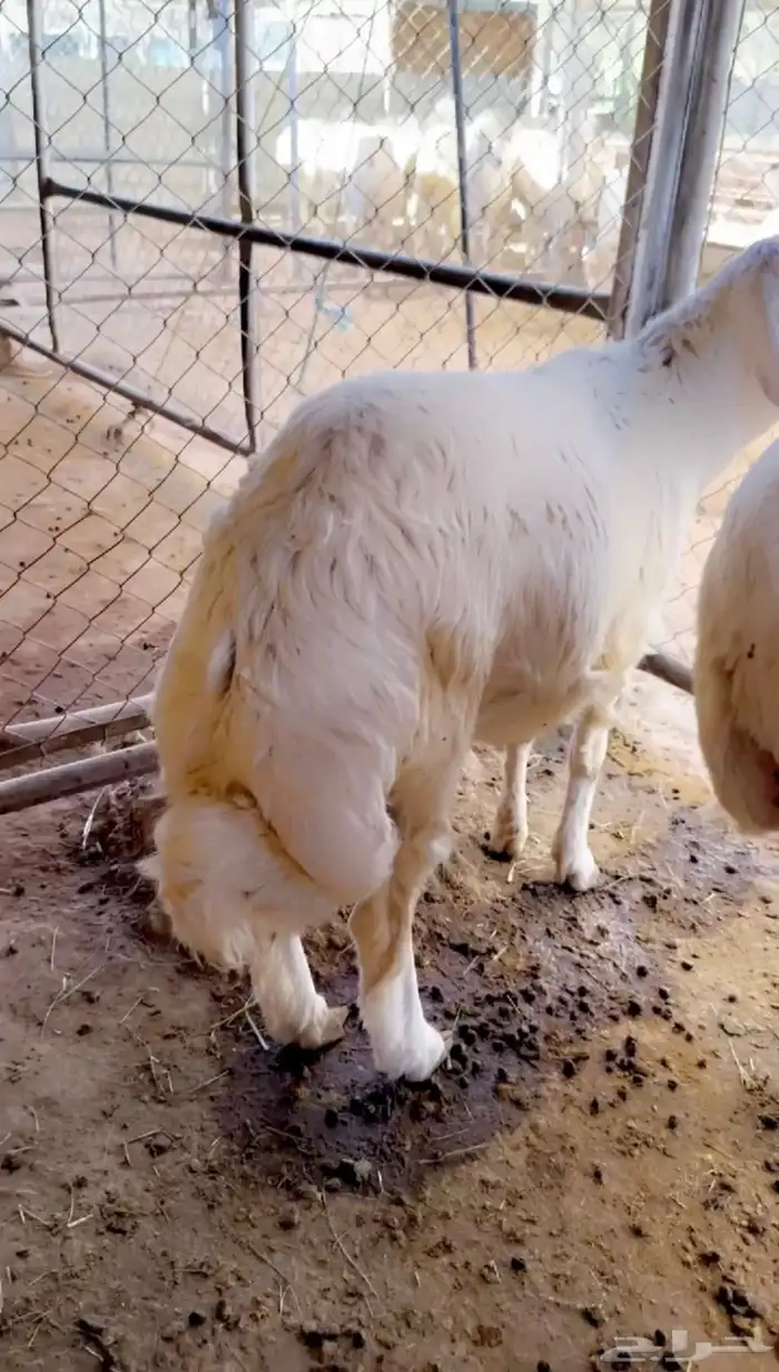 خروف للبيع 1