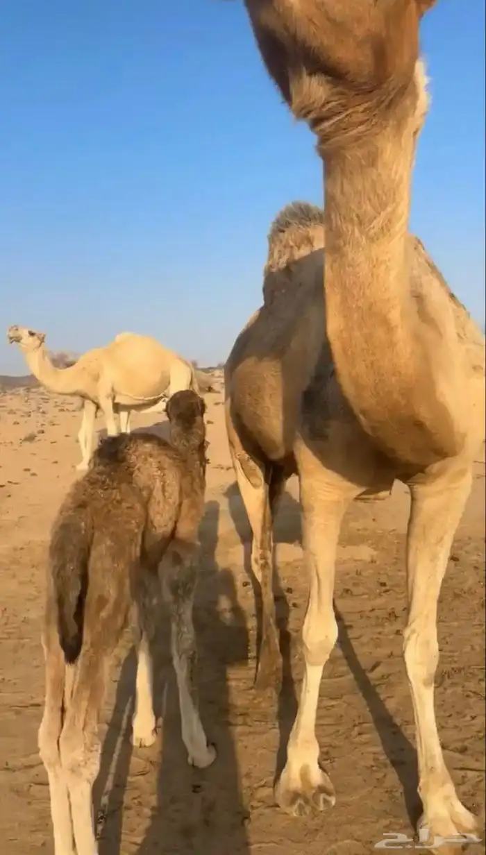 نياق خلفات 1