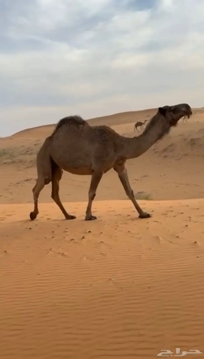 ضروبة شعلاء كفو ومنتج على الشرط 0