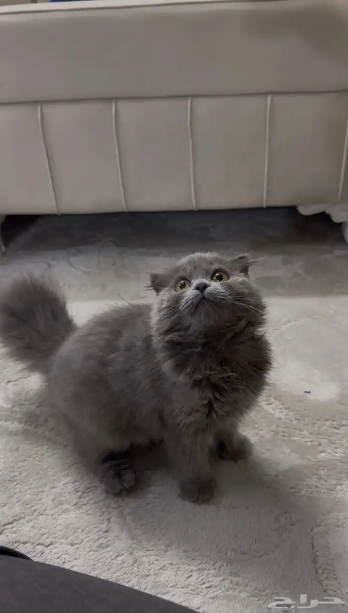 قطه سكوتش فولد بيور 0