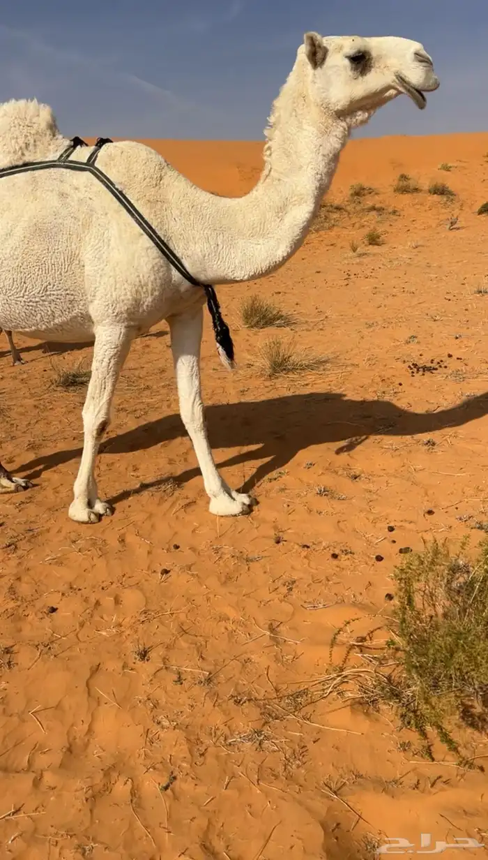 معشر ولقحه كسوب وخلفه طيبه 0