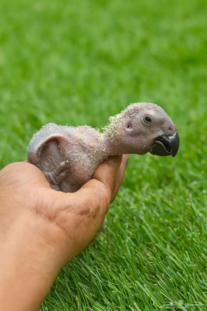 فروخ كاسكو 0