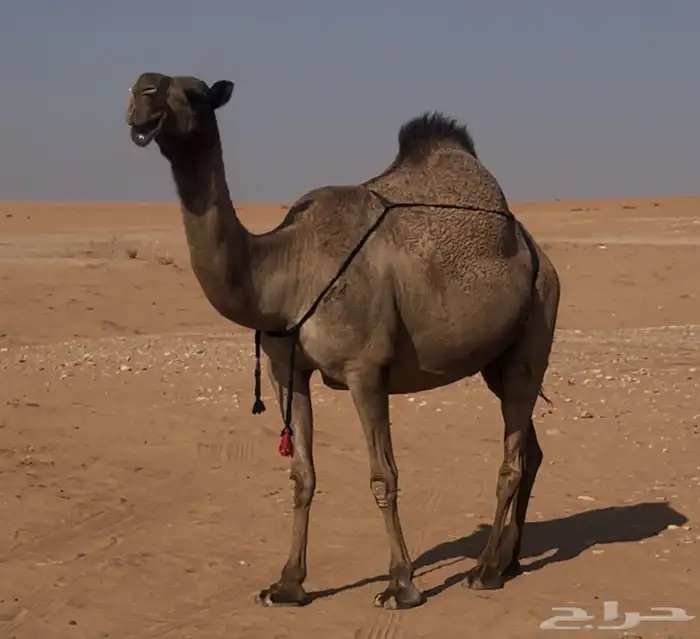 عشراء صفرا تحتها بكره 0