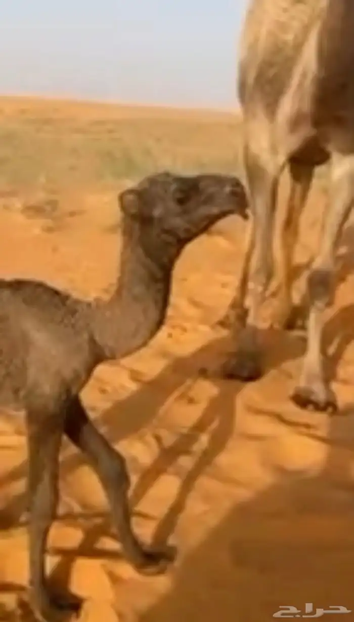 ضروبة شعلاء كفو ومنتج على الشرط 1