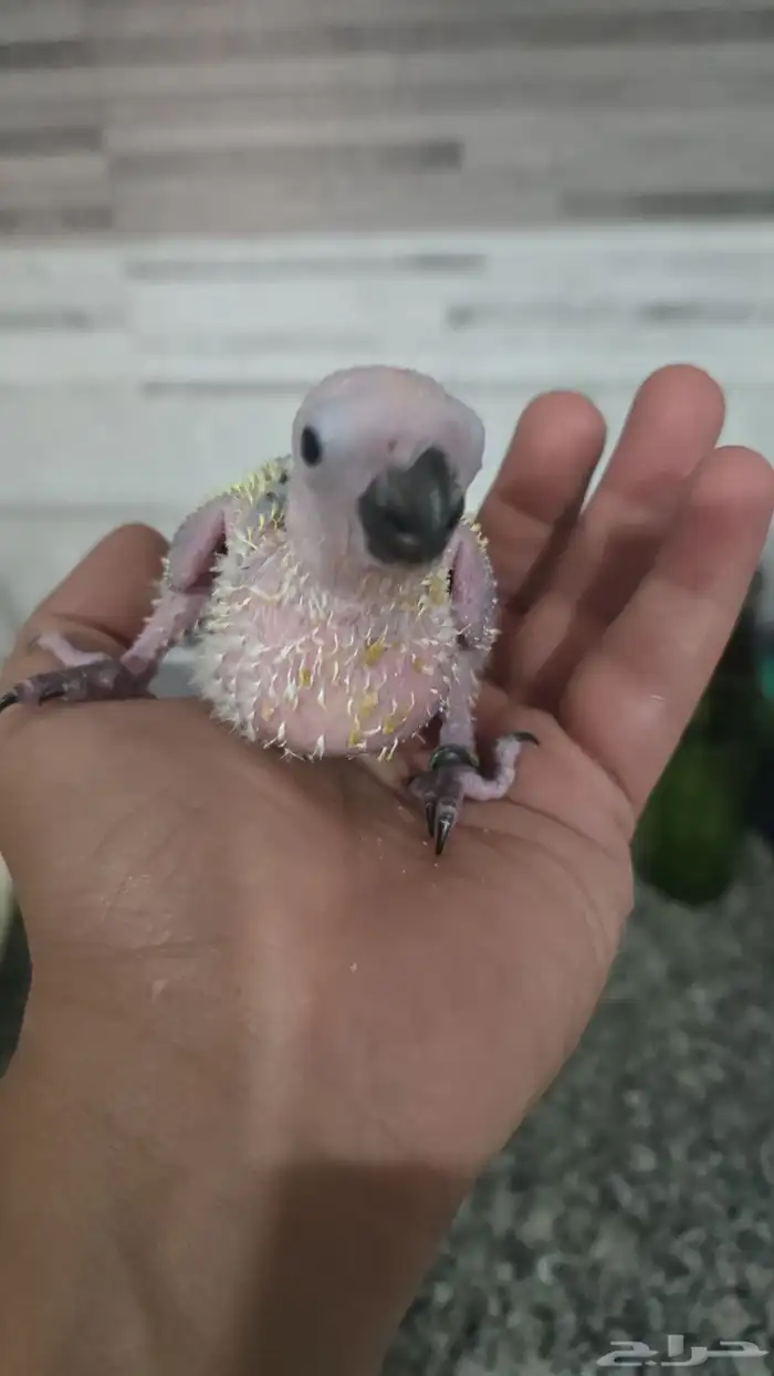 متاح فرخ صن كنيور 1