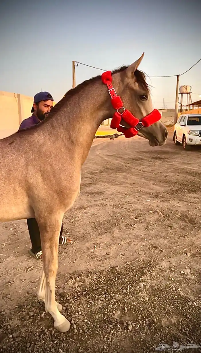 الفحل فيكتور الخالد متاح للتشبيه للواهو و الشعبي 22