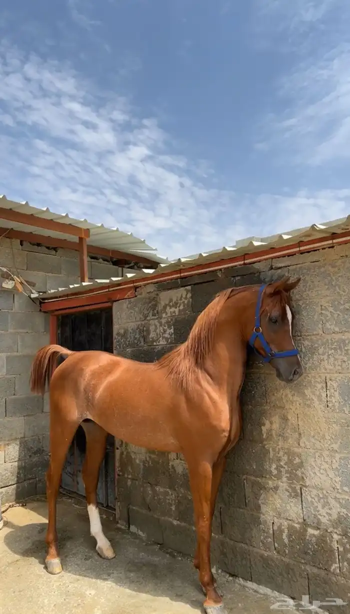 ايواء خيل 0