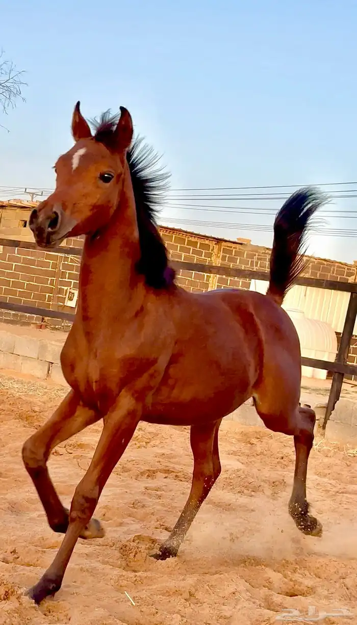 الفحل فيكتور الخالد متاح للتشبيه للواهو و الشعبي 17