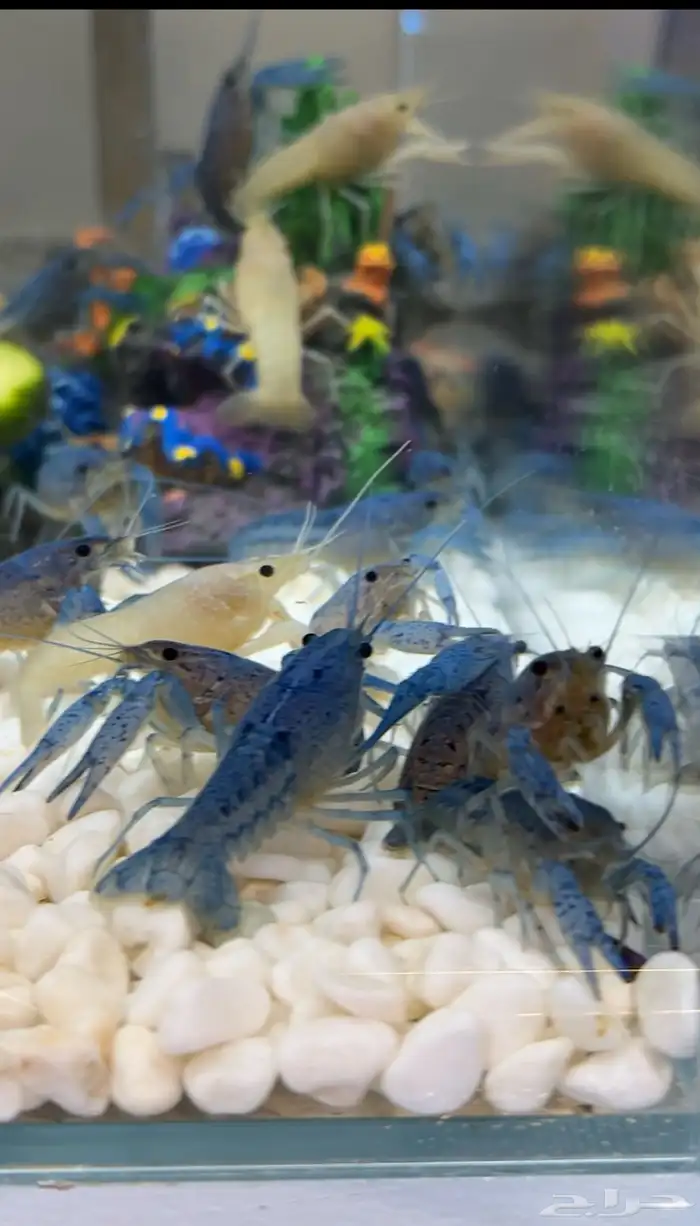 استاكوزا نهري لوبستر الوان مختلفه 8