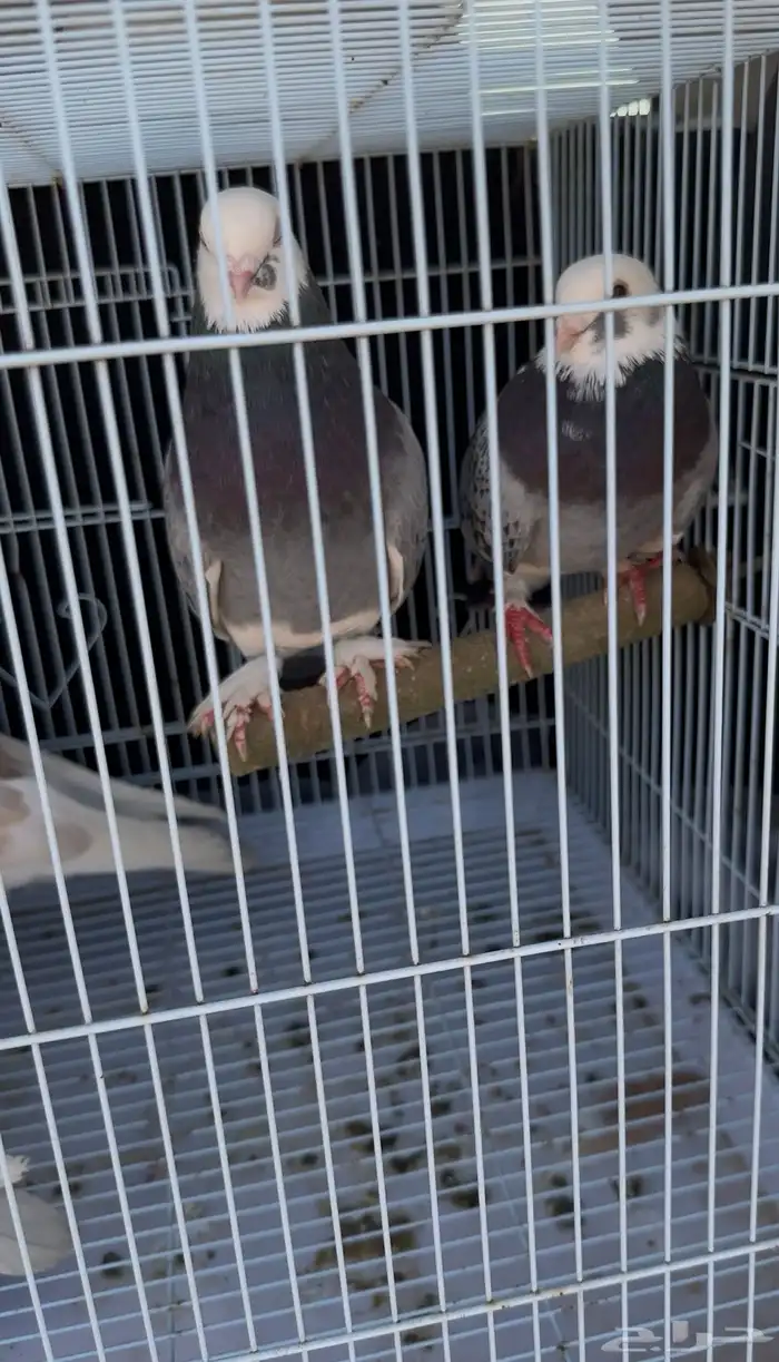 زوج لباني. زوج روماني. زوج هجين ايراني مع روماني 2