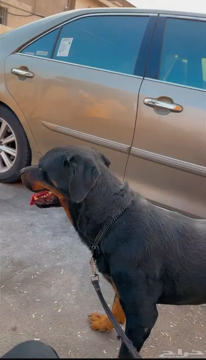 كلب روت وايلر 0