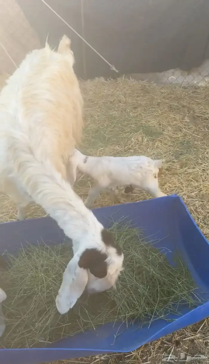 معزا خلفات 1