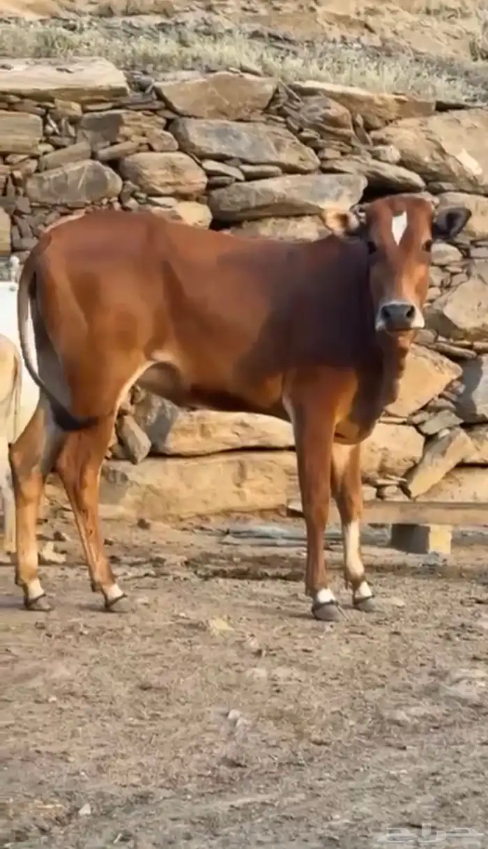 بقره ملقحه 0