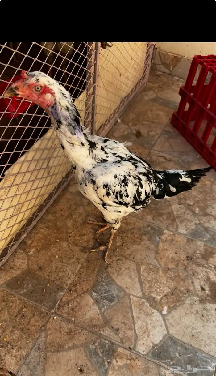 دجاجه سنديه جرم كبير 0