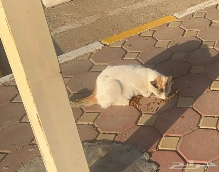 قطة موجود بينبع الهيئة 0