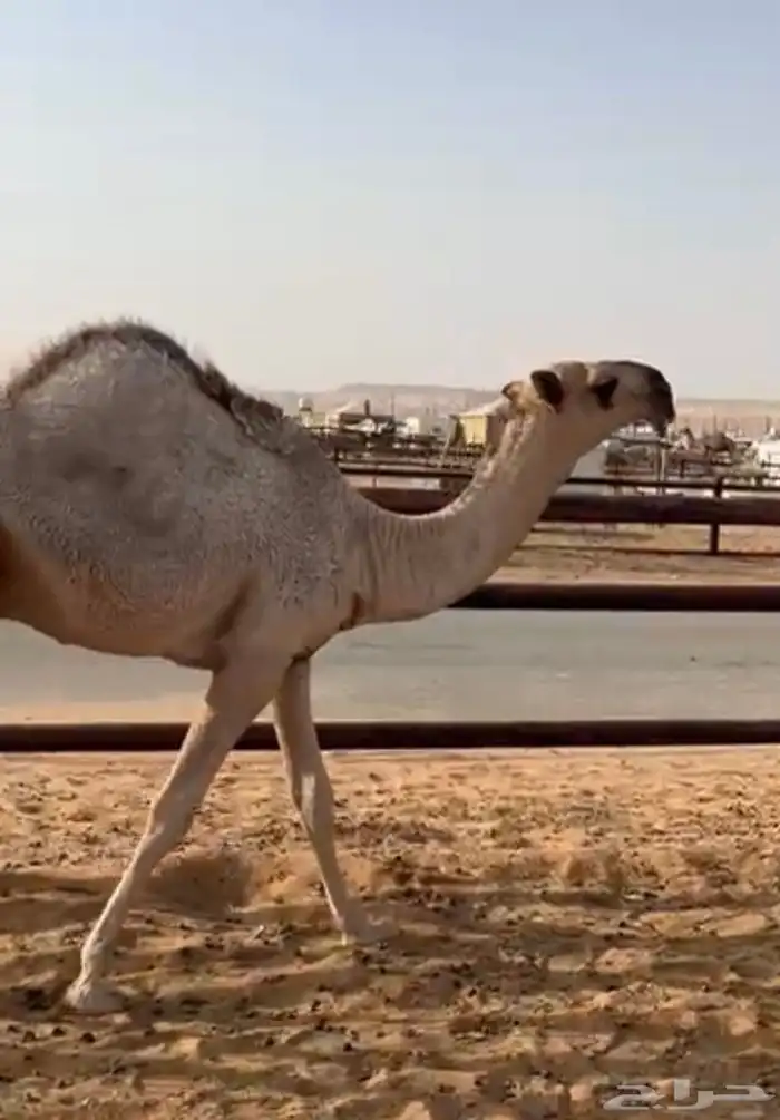 عوني منتج وأم البعير باتليه 6