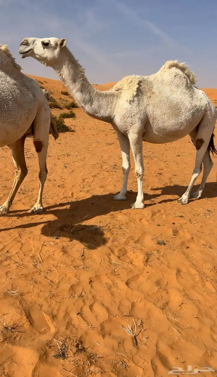 معشر ولقحه كسوب وخلفه طيبه 4