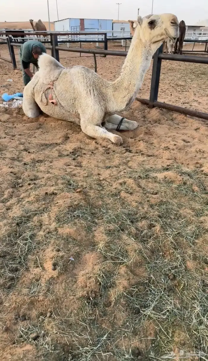 المعشر الكفوو 0