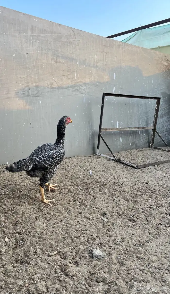 زوج شامو ياباني 8