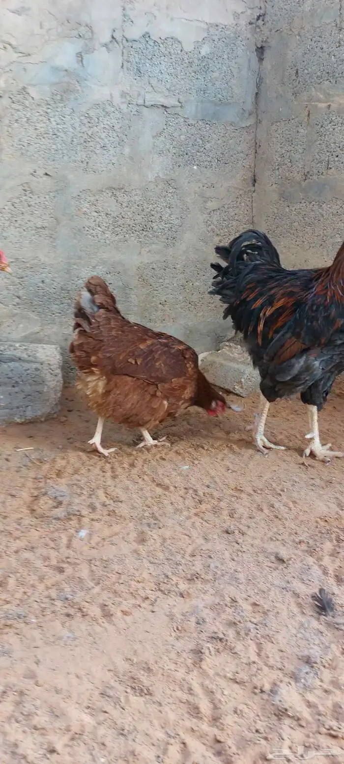 للبيع دجاج ايزا براون الانقليزي 11