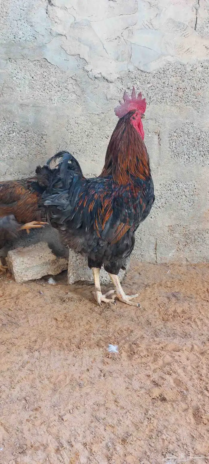 للبيع دجاج ايزا براون الانقليزي 10