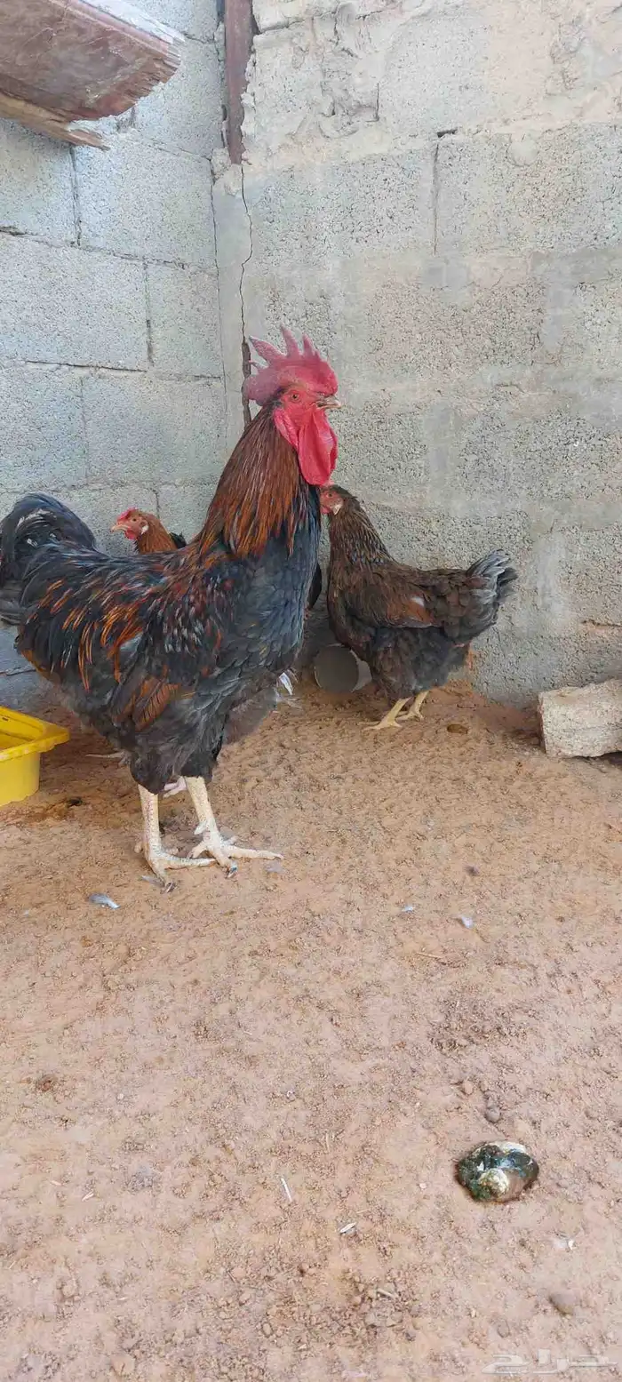 للبيع دجاج ايزا براون الانقليزي 9