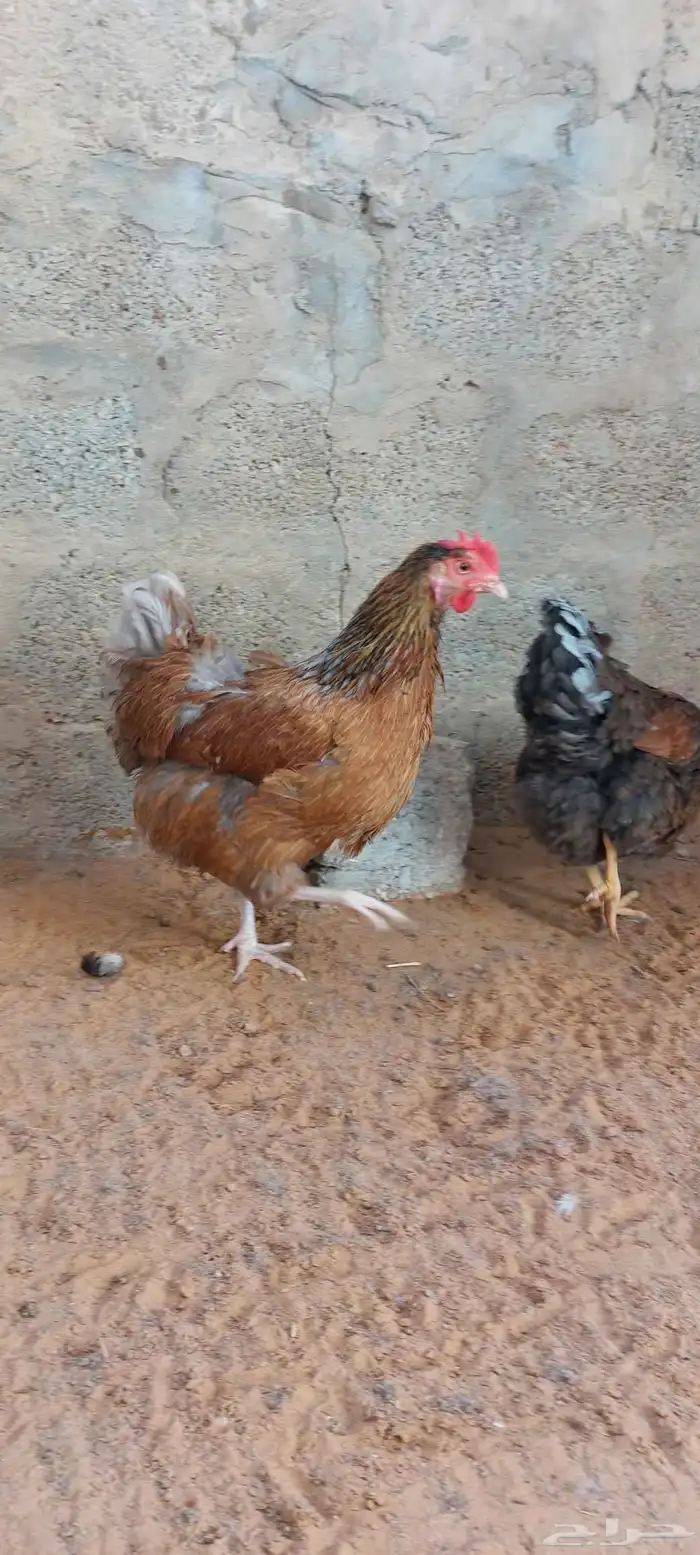 للبيع دجاج ايزا براون الانقليزي 1