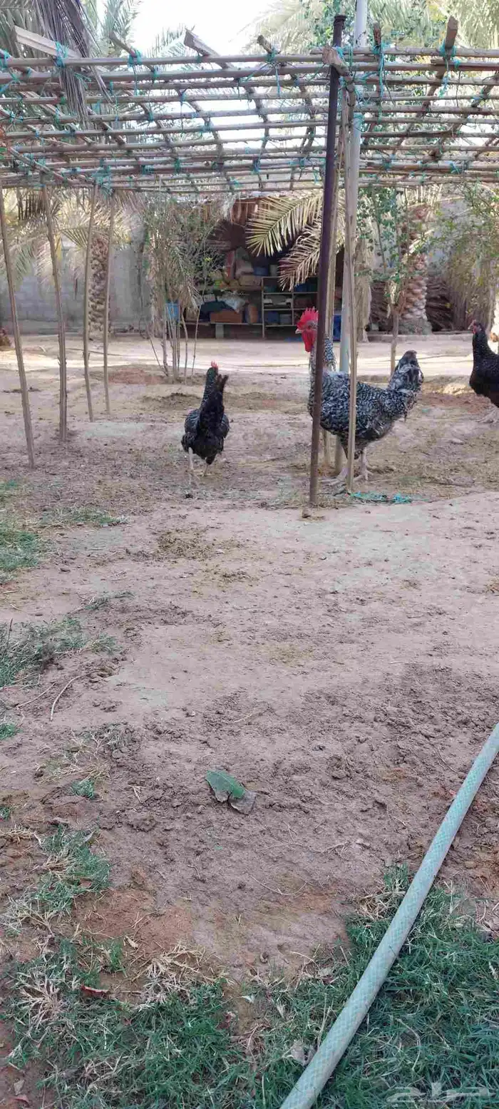 دجاج تركي بياض للبيع 4