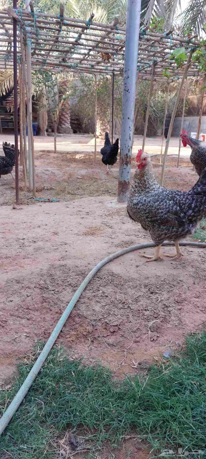 دجاج تركي بياض للبيع 1