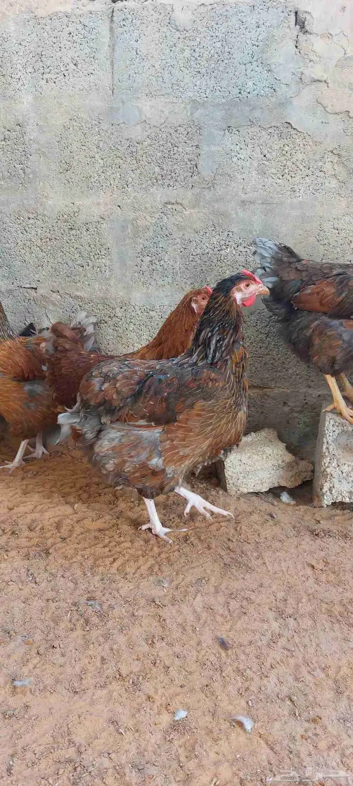 للبيع دجاج ايزا براون الانقليزي 4