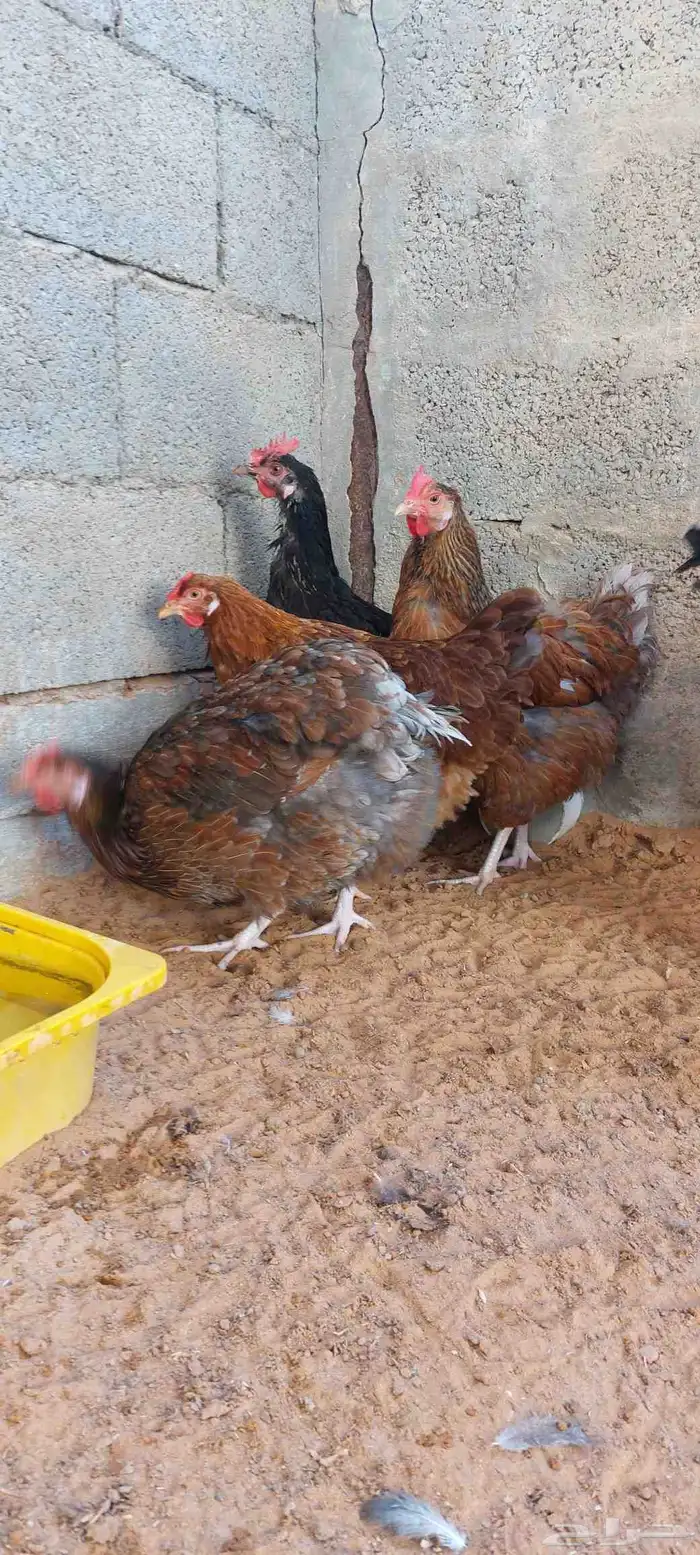 للبيع دجاج ايزا براون الانقليزي 7