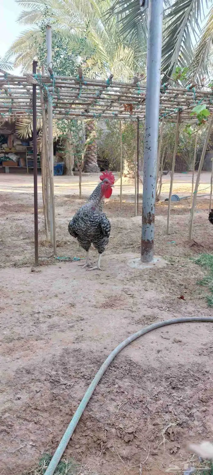 دجاج تركي بياض للبيع 2