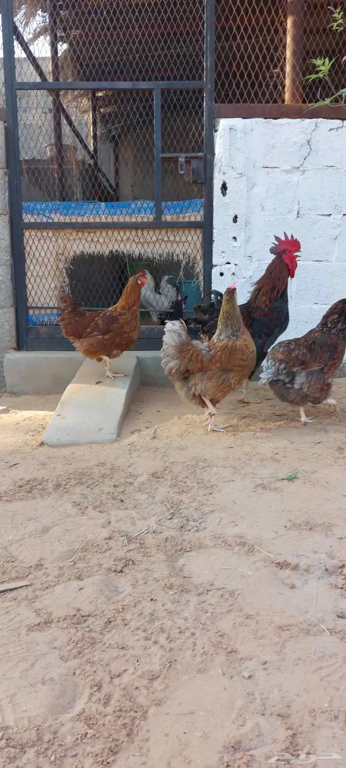 للبيع دجاج ايزا براون الانقليزي 3