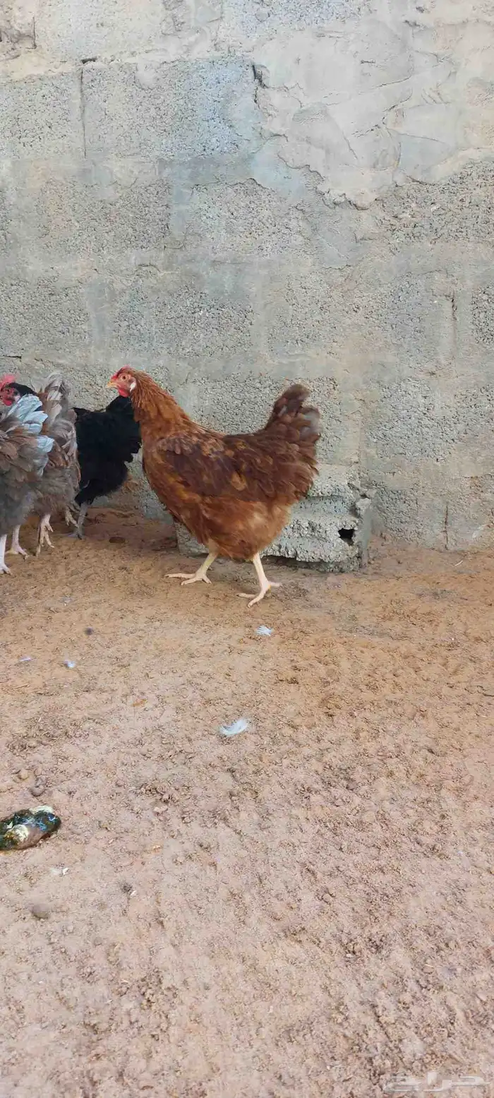 للبيع دجاج ايزا براون الانقليزي 8