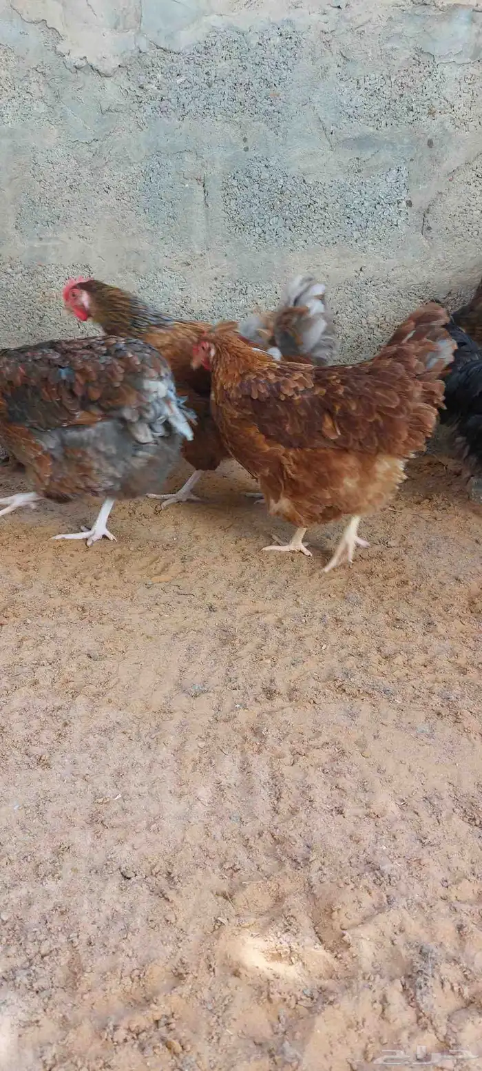 للبيع دجاج ايزا براون الانقليزي 2