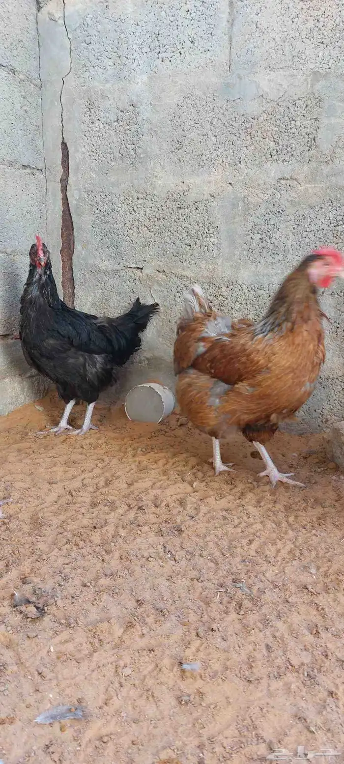للبيع دجاج ايزا براون الانقليزي 5