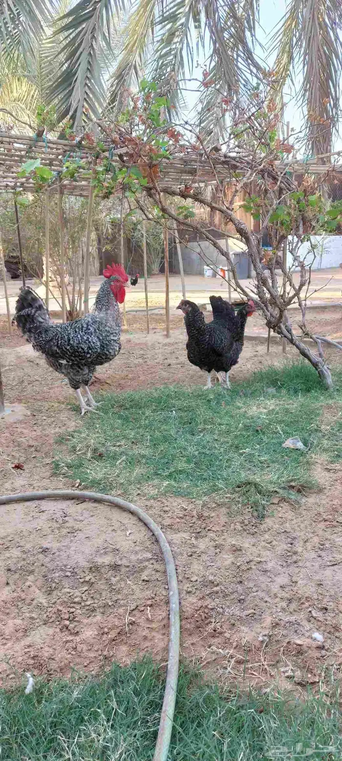 دجاج تركي بياض للبيع 3