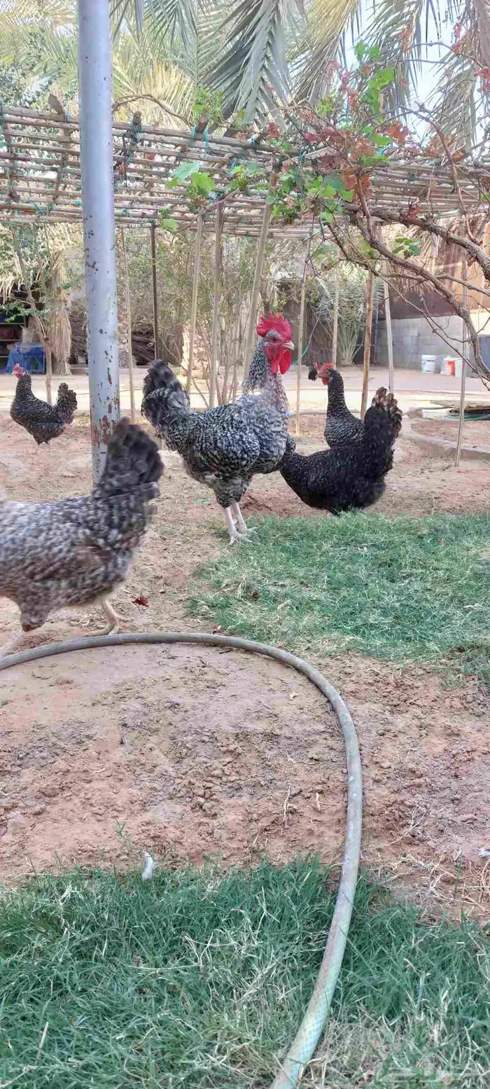 دجاج تركي بياض للبيع 0