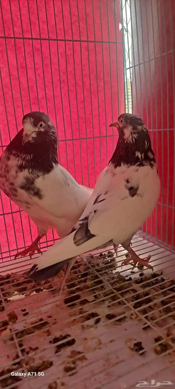 اجواز حمام باكستاني( للبيع ) 6