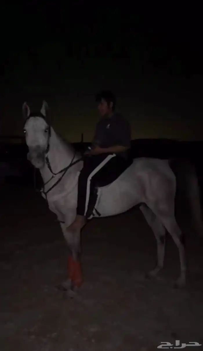 مهر واهو والبيع بدون ورق 3