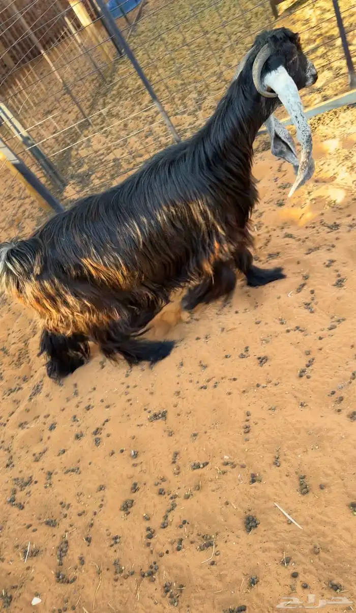 للبيع 6 معزا فواخر دفيع صنف 4