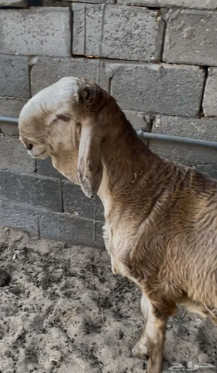 خروف درماني 1