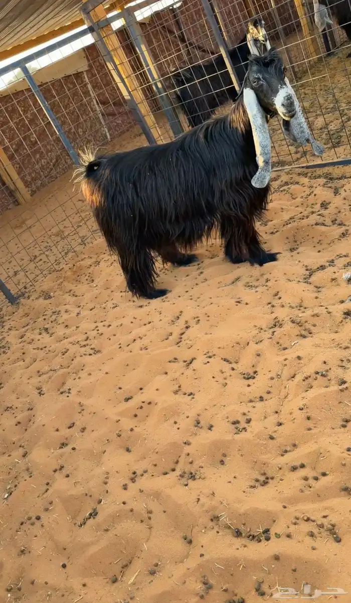 للبيع 6 معزا فواخر دفيع صنف 10