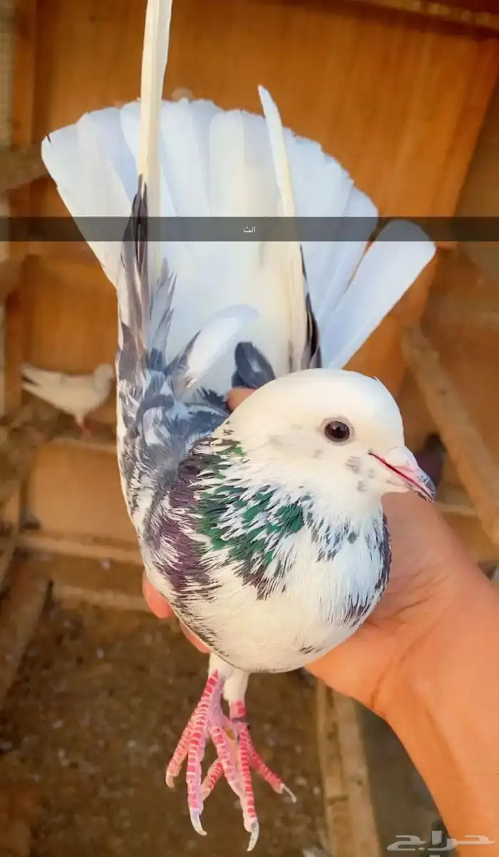 حمام قطايف 0