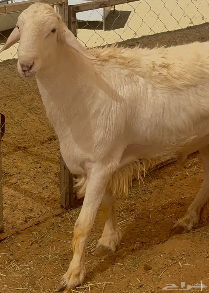 فحل نادر من اندر فحول الساحة 9