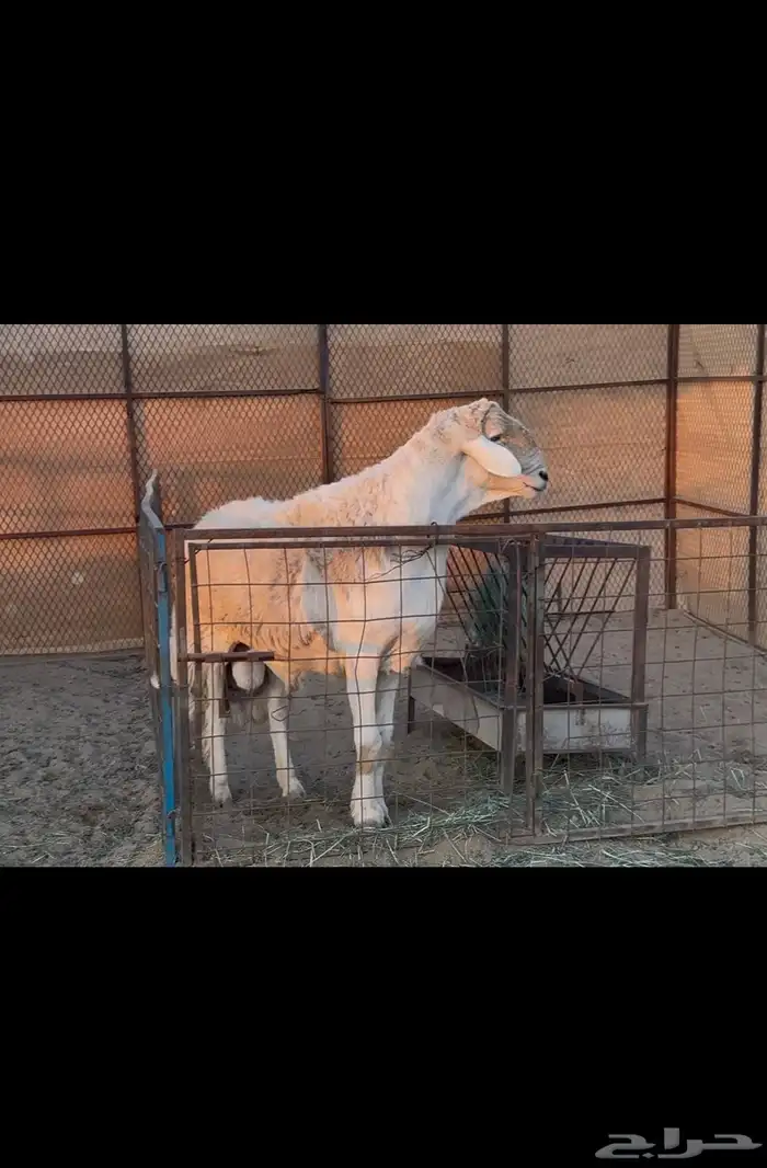 مشروع فحل ماشاءالله 2