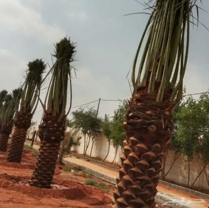 نخل للبيع وشنطني زينه أمريكي ونخل عربي مع انقل والغرس 2