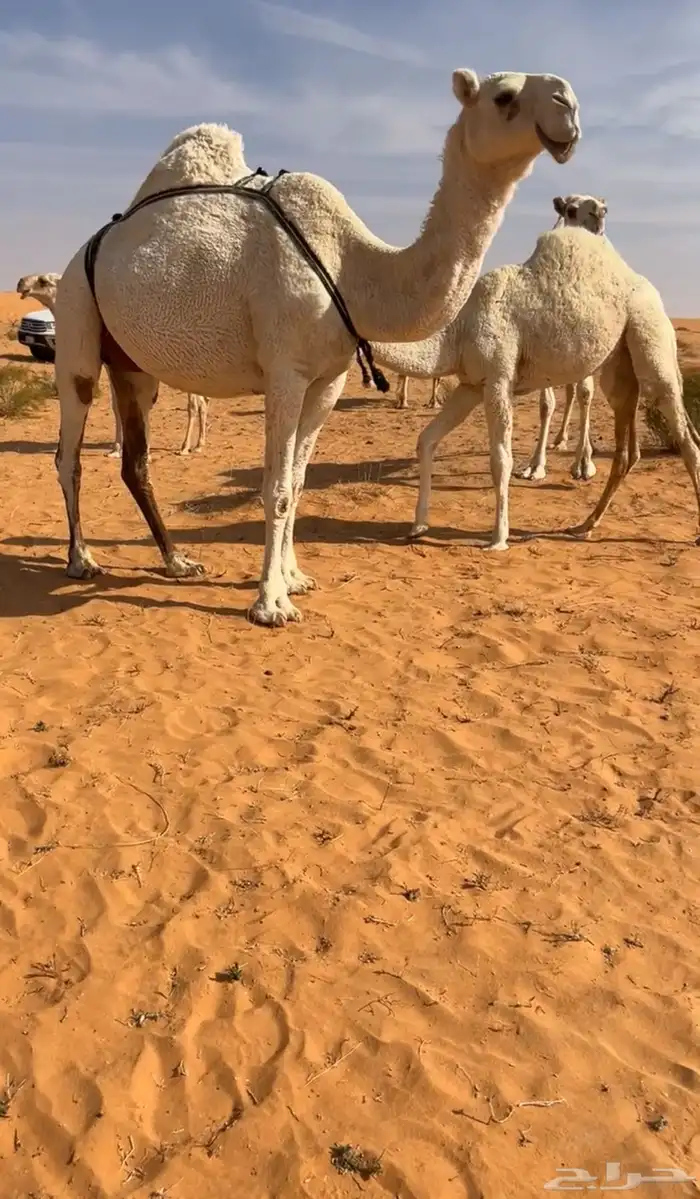 معشر ولقحه كسوب وخلفه طيبه 1